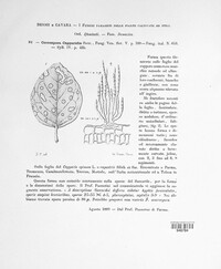 Cercospora capparidis image